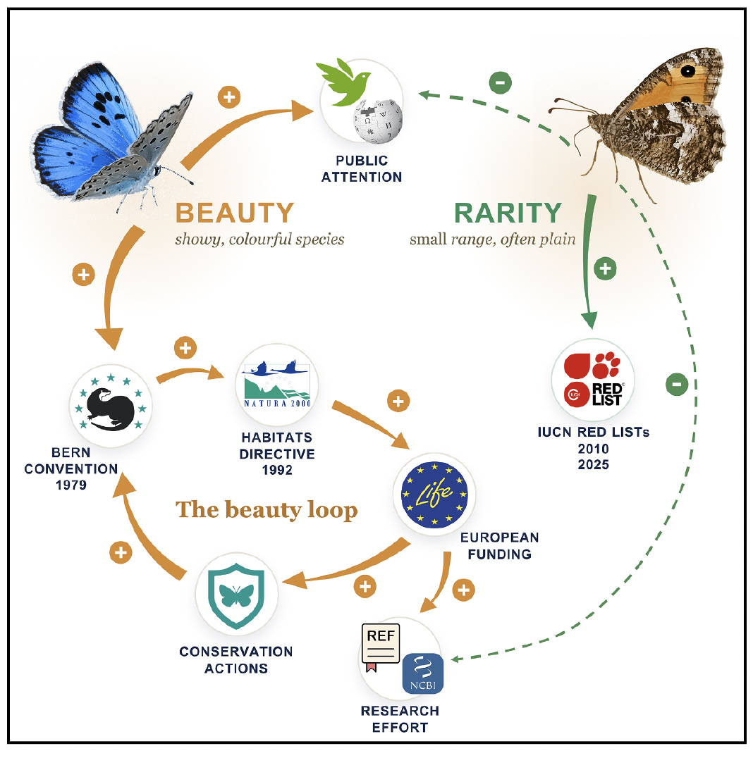 Figure from Dapporto et al. 2026