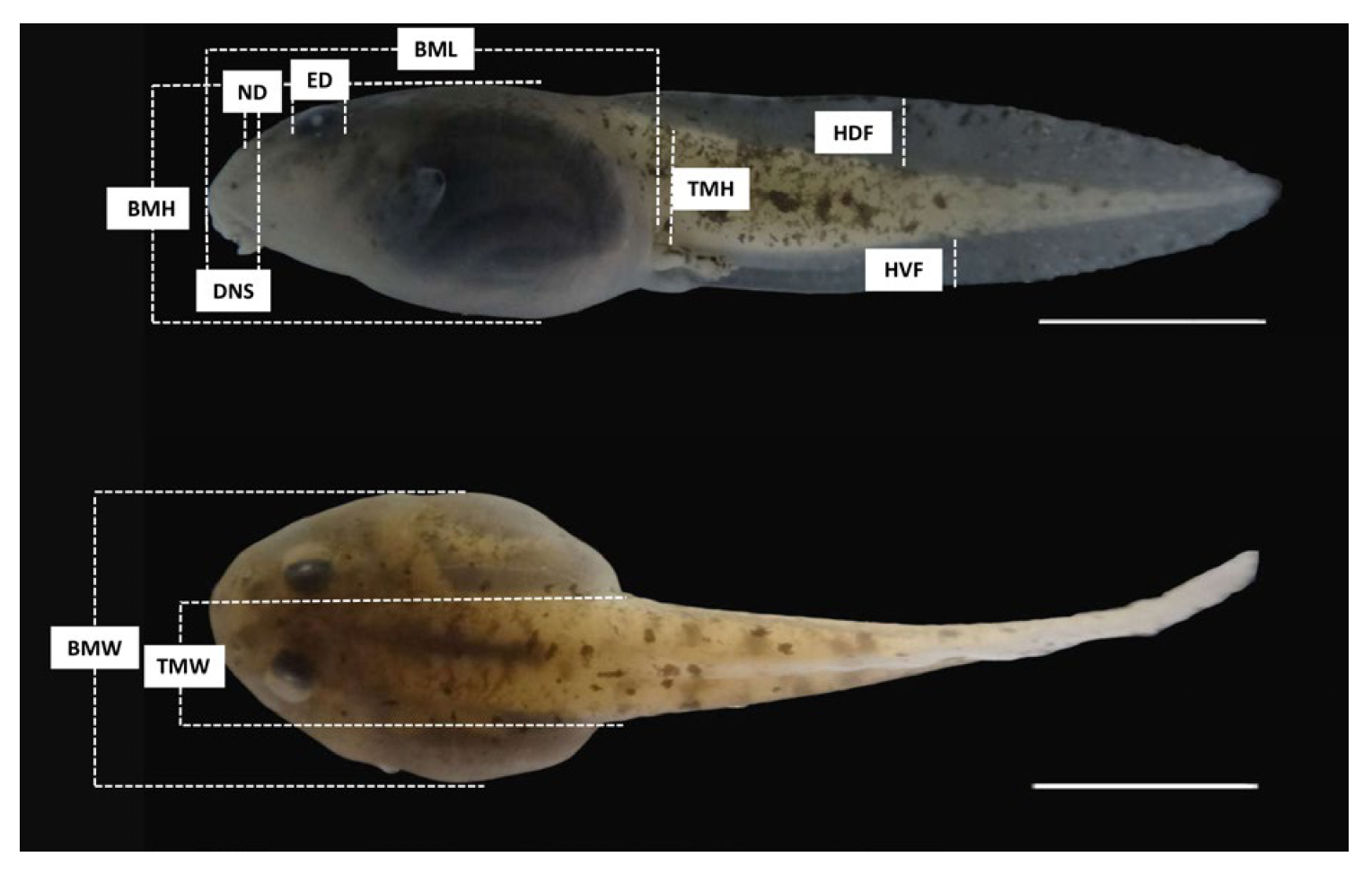 Figure from Jordani et al. 2019