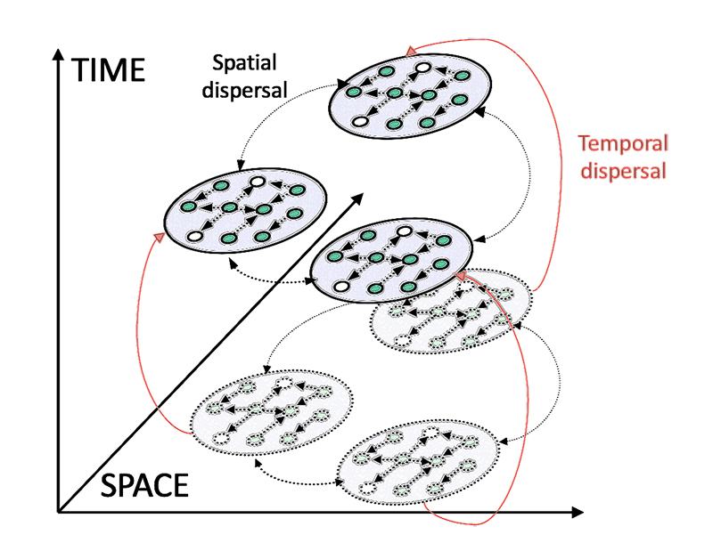 Metacommunities are organised in space and time, figure by Nicolas Mouquet