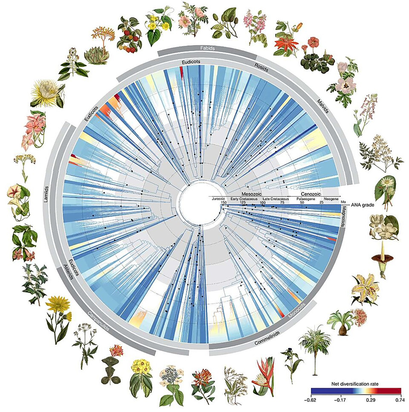 Figure from Rolland et al. 2011