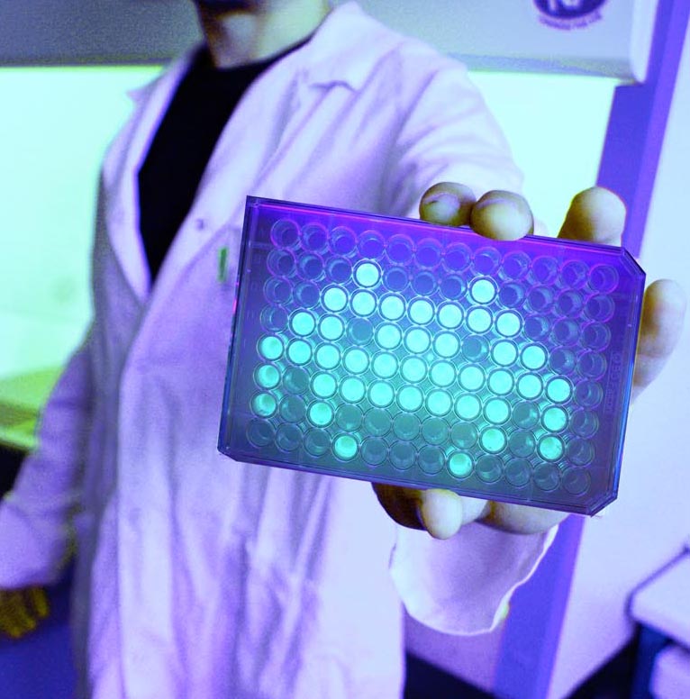 Experimental evolution with microbial model systems